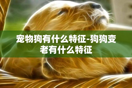 寵物狗有什么特征-狗狗變老有什么特征
