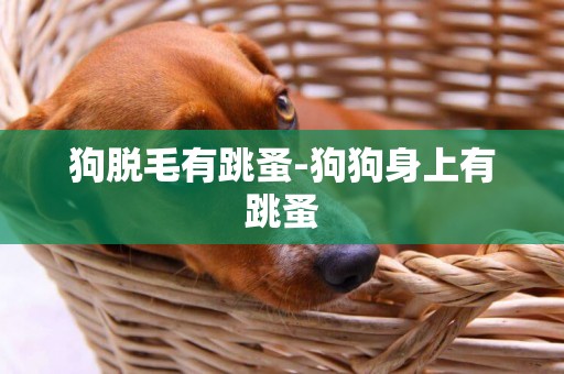 狗脫毛有跳蚤-狗狗身上有跳蚤