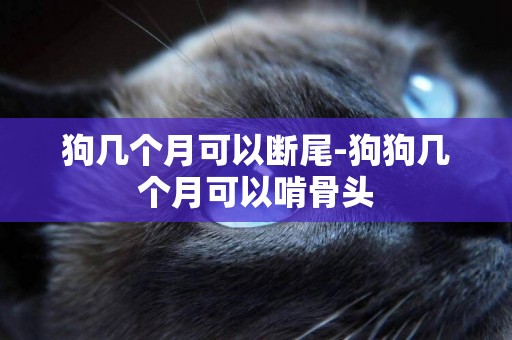 狗幾個月可以斷尾-狗狗幾個月可以啃骨頭