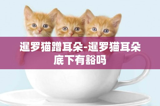 暹羅貓蹭耳朵-暹羅貓耳朵底下有豁嗎