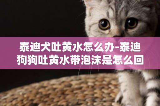 泰迪犬吐黃水怎么辦-泰迪狗狗吐黃水帶泡沫是怎么回事