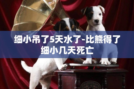 細小吊了5天水了-比熊得了細小幾天死亡
