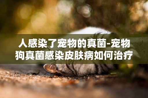 人感染了寵物的真菌-寵物狗真菌感染皮膚病如何治療