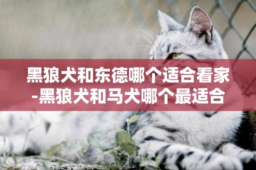 黑狼犬和東德哪個適合看家-黑狼犬和馬犬哪個最適合家養