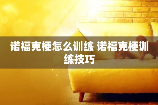 諾福克梗怎么訓練 諾福克梗訓練技巧