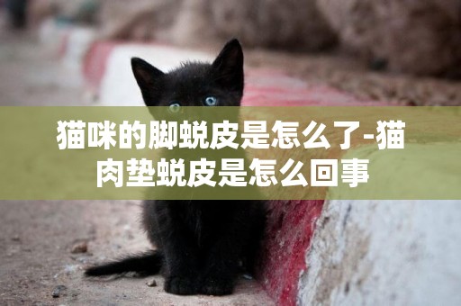 貓咪的腳蛻皮是怎么了-貓肉墊蛻皮是怎么回事