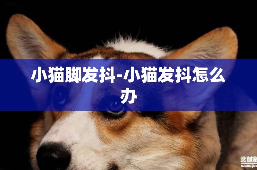 小貓腳發抖-小貓發抖怎么辦