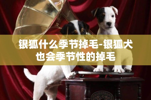 銀狐什么季節掉毛-銀狐犬也會季節性的掉毛
