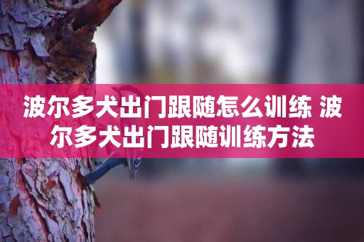 波爾多犬出門跟隨怎么訓練 波爾多犬出門跟隨訓練方法