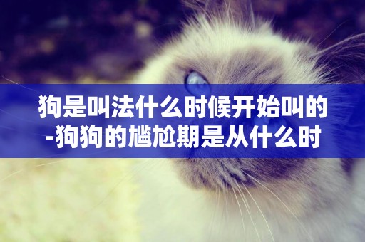 狗是叫法什么時候開始叫的-狗狗的尷尬期是從什么時候開始