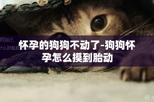 懷孕的狗狗不動了-狗狗懷孕怎么摸到胎動