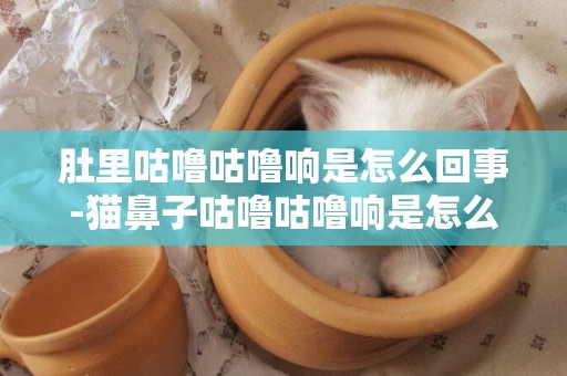 肚里咕嚕咕嚕響是怎么回事-貓鼻子咕嚕咕嚕響是怎么回事