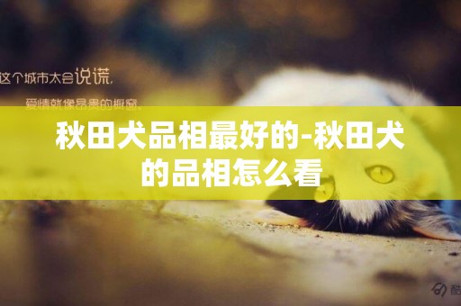 秋田犬品相最好的-秋田犬的品相怎么看
