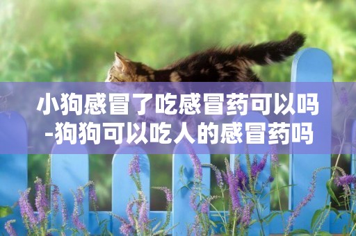 小狗感冒了吃感冒藥可以嗎-狗狗可以吃人的感冒藥嗎