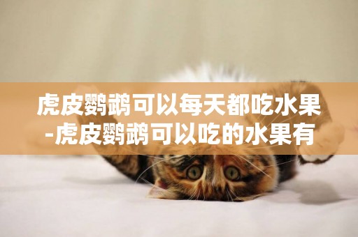 虎皮鸚鵡可以每天都吃水果-虎皮鸚鵡可以吃的水果有哪些
