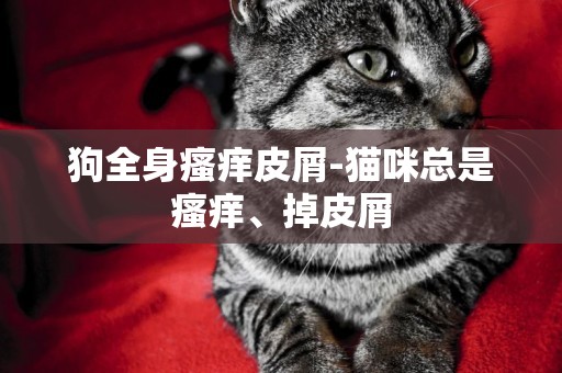 狗全身瘙癢皮屑-貓咪總是瘙癢、掉皮屑