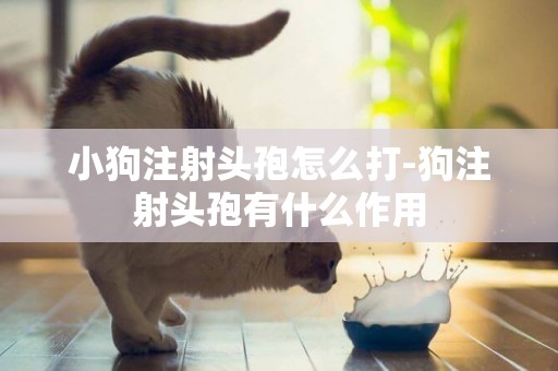 小狗注射頭孢怎么打-狗注射頭孢有什么作用