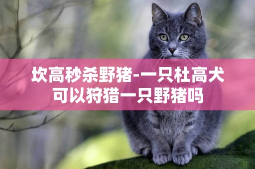 坎高秒殺野豬-一只杜高犬可以狩獵一只野豬嗎