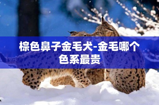 棕色鼻子金毛犬-金毛哪個色系最貴