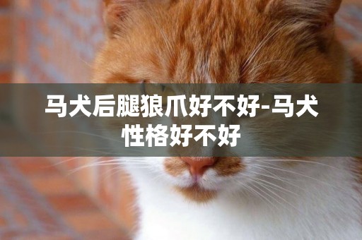 馬犬后腿狼爪好不好-馬犬性格好不好