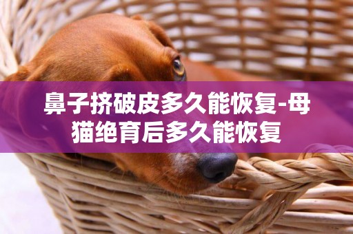 鼻子擠破皮多久能恢復-母貓絕育后多久能恢復