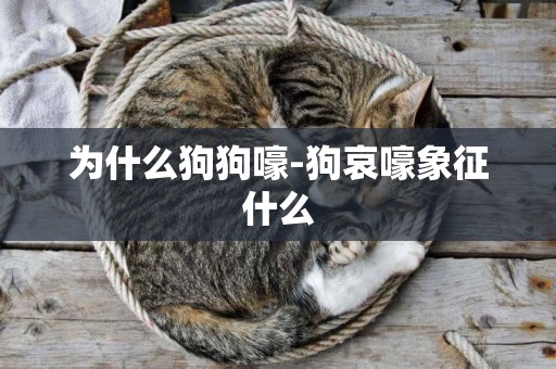 為什么狗狗嚎-狗哀嚎象征什么