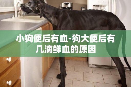 小狗便后有血-狗大便后有幾滴鮮血的原因