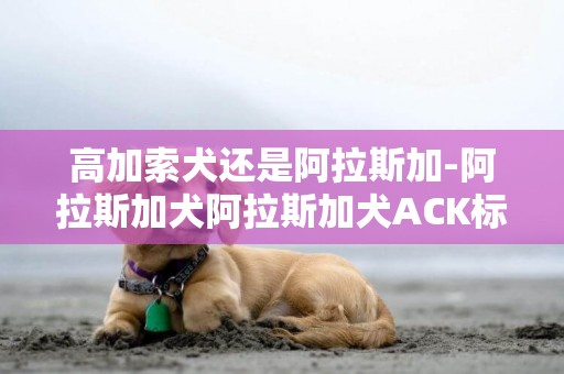 高加索犬還是阿拉斯加-阿拉斯加犬阿拉斯加犬ACK標準簡介