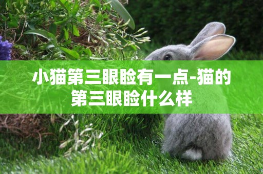 小貓第三眼瞼有一點-貓的第三眼瞼什么樣