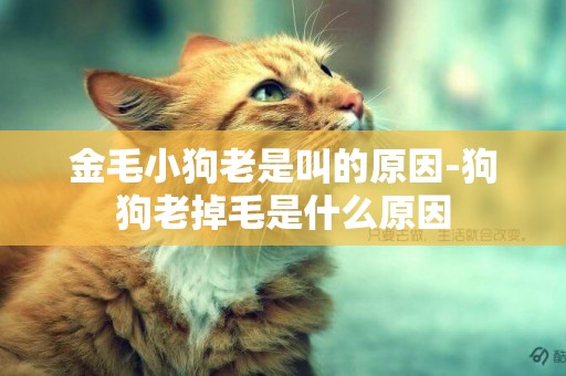 金毛小狗老是叫的原因-狗狗老掉毛是什么原因