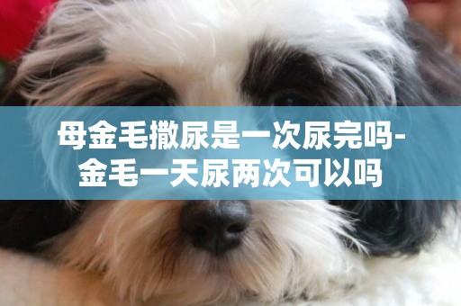 母金毛撒尿是一次尿完嗎-金毛一天尿兩次可以嗎
