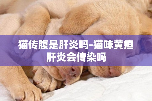 貓傳腹是肝炎嗎-貓咪黃疸肝炎會傳染嗎