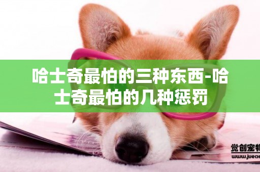 哈士奇最怕的三種東西-哈士奇最怕的幾種懲罰