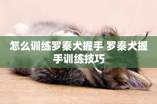 怎么訓練羅秦犬握手 羅秦犬握手訓練技巧