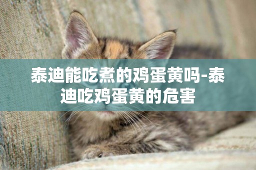 泰迪能吃煮的雞蛋黃嗎-泰迪吃雞蛋黃的危害