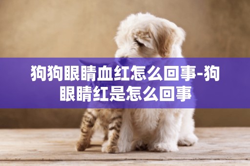 狗狗眼睛血紅怎么回事-狗眼睛紅是怎么回事