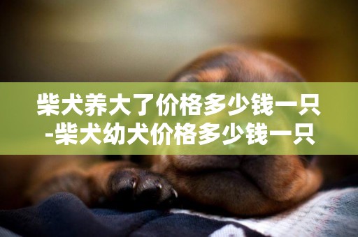 柴犬養大了價格多少錢一只-柴犬幼犬價格多少錢一只