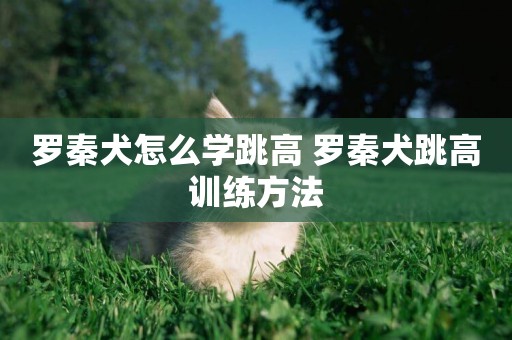 羅秦犬怎么學跳高 羅秦犬跳高訓練方法