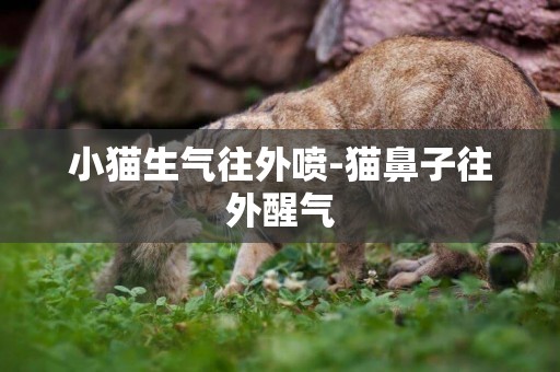 小貓生氣往外噴-貓鼻子往外醒氣