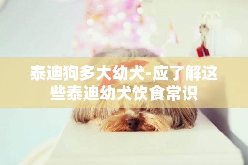 泰迪狗多大幼犬-應了解這些泰迪幼犬飲食常識