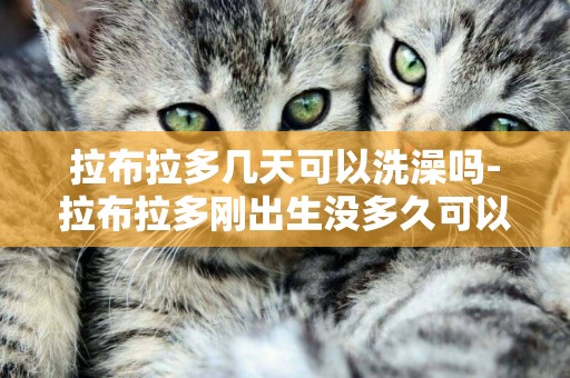拉布拉多幾天可以洗澡嗎-拉布拉多剛出生沒多久可以洗澡嗎