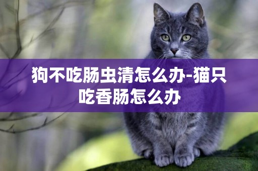 狗不吃腸蟲清怎么辦-貓只吃香腸怎么辦