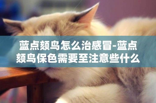 藍點頦鳥怎么治感冒-藍點頦鳥保色需要至注意些什么