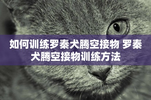 如何訓練羅秦犬騰空接物 羅秦犬騰空接物訓練方法