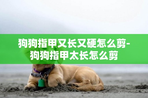 狗狗指甲又長又硬怎么剪-狗狗指甲太長怎么剪