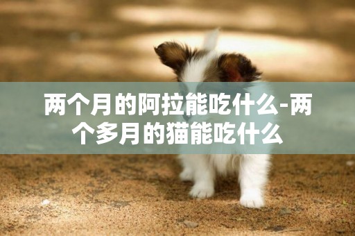 兩個月的阿拉能吃什么-兩個多月的貓能吃什么