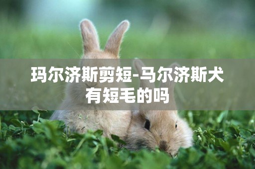 瑪爾濟斯剪短-馬爾濟斯犬有短毛的嗎