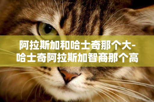 阿拉斯加和哈士奇那個大-哈士奇阿拉斯加智商那個高