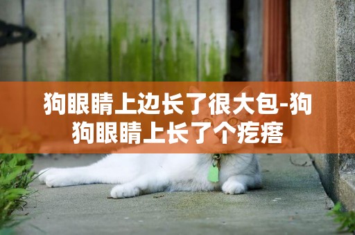 狗眼睛上邊長了很大包-狗狗眼睛上長了個疙瘩