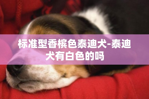 標準型香檳色泰迪犬-泰迪犬有白色的嗎